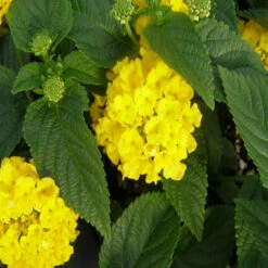 Lantana Yellow - Flowering Shrubs -Care Flowering Shop 3 35e27037 9e09 4ceb b58e e5b50378eadd