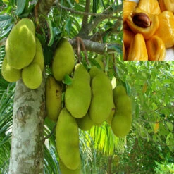 Jack Fruit-Honey Panasa(Grafted) - Fruit Plants & Tree -Care Flowering Shop 3 38e82f70 85af 4432 8717 fd56c9578214