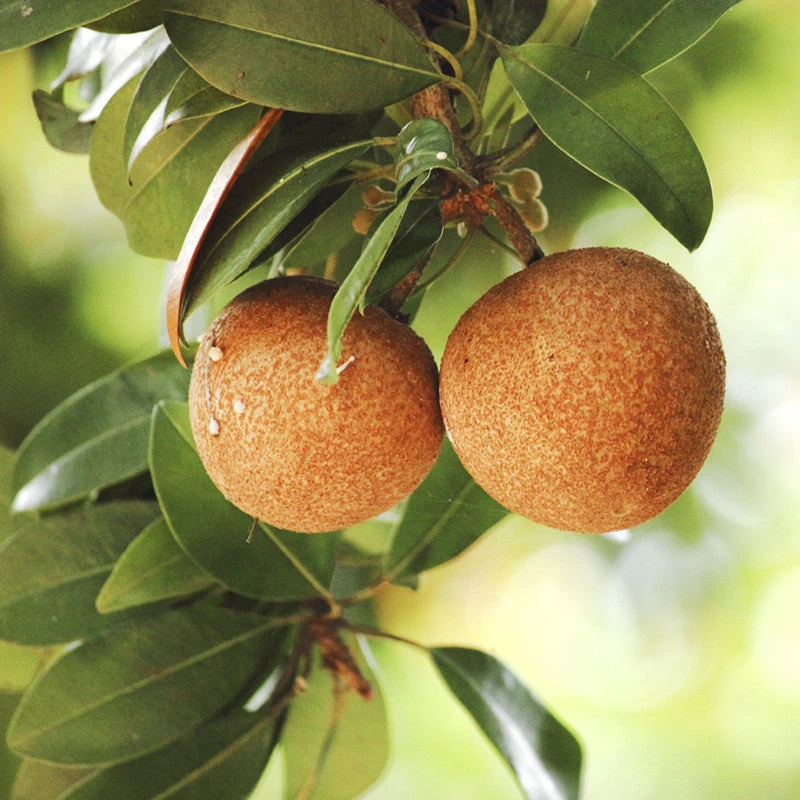 Chikoo-Kalapatti(Grafted)- Fruit Plants & Tree 3 Chikoo-Kalapatti(Grafted)- Fruit Plants & Tree - Image 3