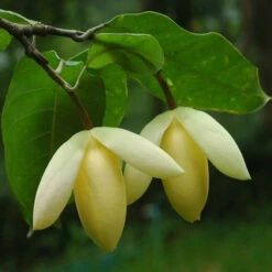 Magnolia Mutabilus - Flowering Shrubs -Care Flowering Shop 3 54a5041d 57a4 4094 a4d5 e894c7cb6fd4