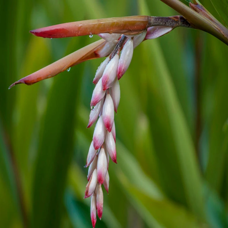 Alpinia Zerumbet - Ornamental Shrubs 2 Alpinia Zerumbet - Ornamental Shrubs - Image 2