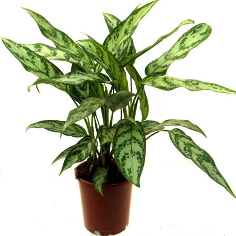 Aglaonema Malay Beauty - Indoor Plants 1 Aglaonema Malay Beauty - Indoor Plants