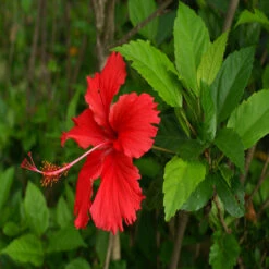 Hibiscus Red Desi - Flowering Plants 5 Hibiscus Red Desi - Flowering Plants -Care Flowering Shop 3 5adaac83 f9cb 4b6d 9f6c 039c9b5292d4