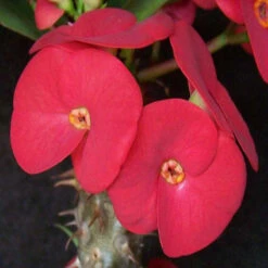 Euphorbia Milii/Crown Of Thorns New Hybrids Red- Cacti & Succulant 5 Euphorbia Milii/Crown Of Thorns New Hybrids Red- Cacti & Succulant -Care Flowering Shop 3 5d0bf570 9851 4166 898b 565e2abe888b