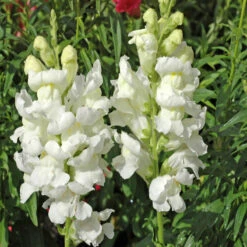 Antirrhinum White- SEASONALS 5 Antirrhinum White- SEASONALS -Care Flowering Shop 3 5fe19496 1932 44a7 b252 6c12f3cb7c7f