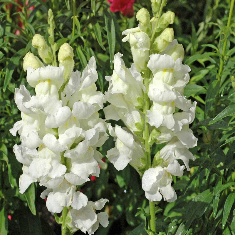Antirrhinum White- SEASONALS 3 Antirrhinum White- SEASONALS - Image 3