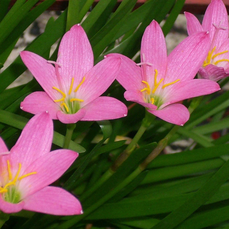 Rain Lily Pink- Flowering Plants 2 Rain Lily Pink- Flowering Plants - Image 2