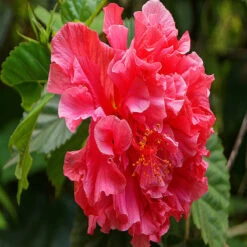Hibiscus Red DOUBLE - Flowering Shrubs 5 Hibiscus Red DOUBLE - Flowering Shrubs -Care Flowering Shop 3 7a92c33f fd65 4aec b29f c08fe51c69d1