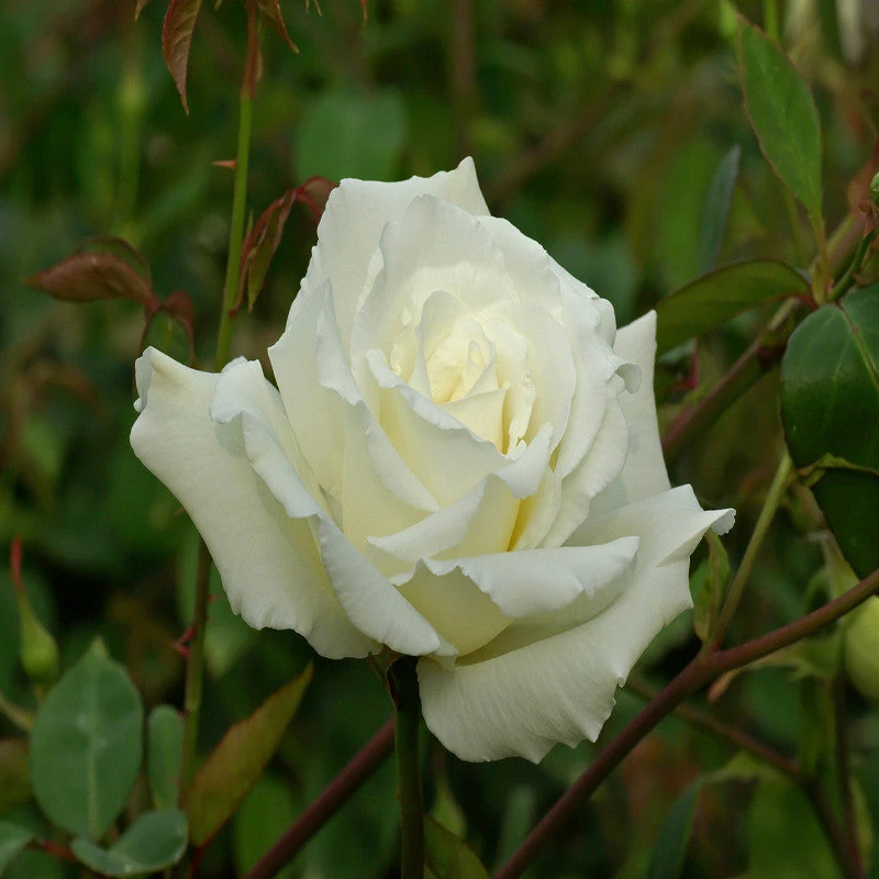 Rosa White Success - Flowering Shrubs 3 Rosa White Success - Flowering Shrubs - Image 3