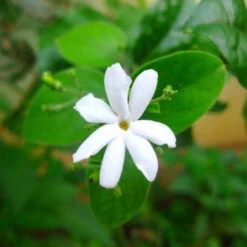 Juhi/Jasminum Auriculatum - Creepers & Climbers -Care Flowering Shop 3 89da85bd 5f78 4328 91e4 9b4d6394f5da