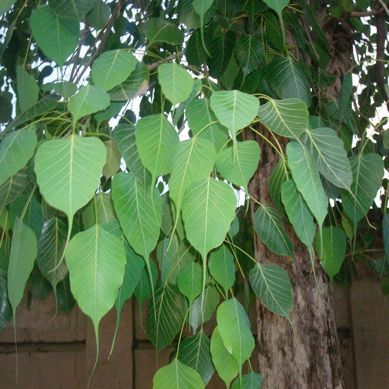 Ficus Religiosa/Peepal Tree - Avenue Trees 3 Ficus Religiosa/Peepal Tree - Avenue Trees - Image 3