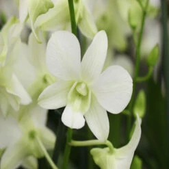 Dendrobium Orchid White - Flowering Plants -Care Flowering Shop 3 96663a1a 88cd 4d19 a62f c9e2e189b48c