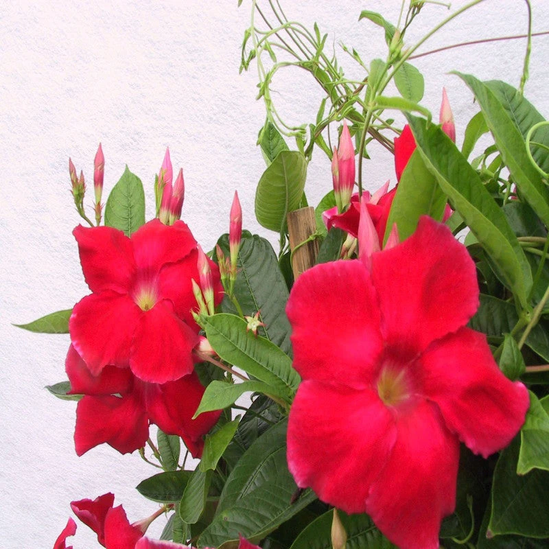 Mandevilla Red Single - Creepers & Climbers 3 Mandevilla Red Single - Creepers & Climbers - Image 3