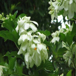 Mussaenda White - Flowering Shrubs -Care Flowering Shop 3 a7bb2037 df1f 4878 b05d de41d22b6ba7