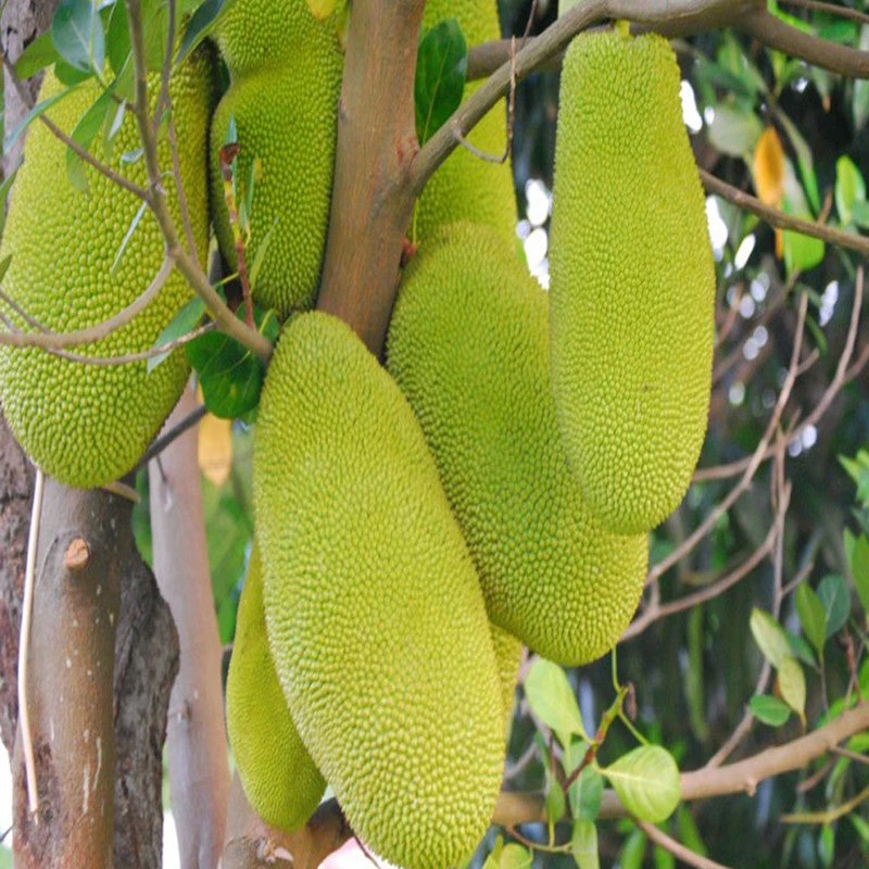 Jack Fruit-Gumless Panasa(Grafted) - Fruit Plants & Tree 3 Jack Fruit-Gumless Panasa(Grafted) - Fruit Plants & Tree - Image 3