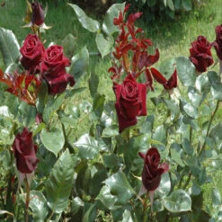 Maroon Rose - Flowering Plants -Care Flowering Shop 3 b799ad17 a1fe 45b2 9c31 03ea26bab29e