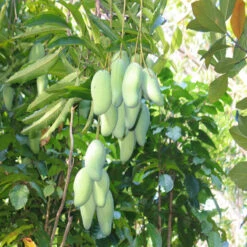 Totapuri Mango(Grafted) - Fruit Plants & Tree 5 Totapuri Mango(Grafted) - Fruit Plants & Tree -Care Flowering Shop 3 c1da869b 43d5 4452 84db b384bb76b08e