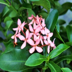 Ixora Mini Dwarf Pink - Flowering Plants -Care Flowering Shop 3 c4e0baa3 0b6b 490f 81d1 316f6debe098