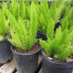 Fox Tail Asparagus/Asparagus Meyeri - Indoor Plants -Care Flowering Shop 3 cc1c8a25 3c35 48de a62e 28dd640bd140
