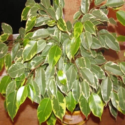 Ficus Bushy King- Ornamental Shrubs -Care Flowering Shop 3 d1c15e23 c274 423c 9e7b ae3a95abcb4b