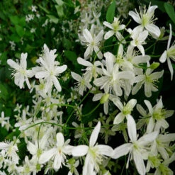 Clematis Gourian - Creepers & Climbers 5 Clematis Gourian - Creepers & Climbers -Care Flowering Shop 3 e0bd0c1c c782 401d 9144 e6338228f3dd