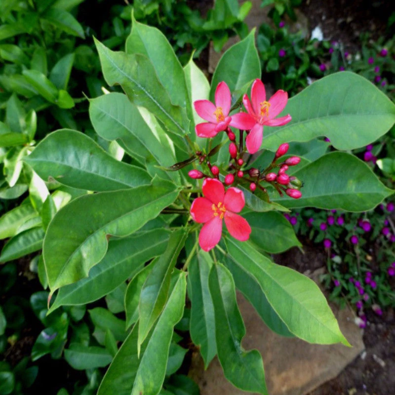 Jatropha Red - Flowering Shrubs 3 Jatropha Red - Flowering Shrubs - Image 3