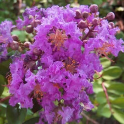 Lagerstroemia Purple / Crape Myrtle Purple - Avenue Trees -Care Flowering Shop 3 e8eac009 2fdb 4163 aaeb 0e451cbc72b4
