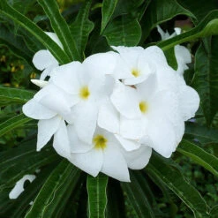 Plumeria Pudica/Wild Plumeria - Flowering Shrubs -Care Flowering Shop 3 e966bd8b b5d7 4c21 a8f5 112d7a7d452b