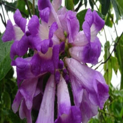 Garlic Creeper - Creepers & Climbers -Care Flowering Shop 3 f848a15c a099 4155 9028 421ad8c89c28