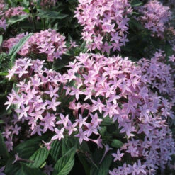 Pentas Violet - Flowering Plants -Care Flowering Shop 3 fb2307f9 1147 4273 95ee 6dade4b4a10b