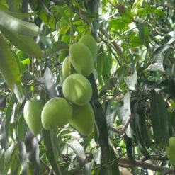 Mango Kothapalli Kobbari(Grafted)- Fruit Plants & Tree 5 Mango Kothapalli Kobbari(Grafted)- Fruit Plants & Tree -Care Flowering Shop 3 fdbb5318 f933 4be2 b0e9 351121ace615