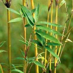 Care Flowering Shop 18 Golden Bamboo - Ornamental Shrubs