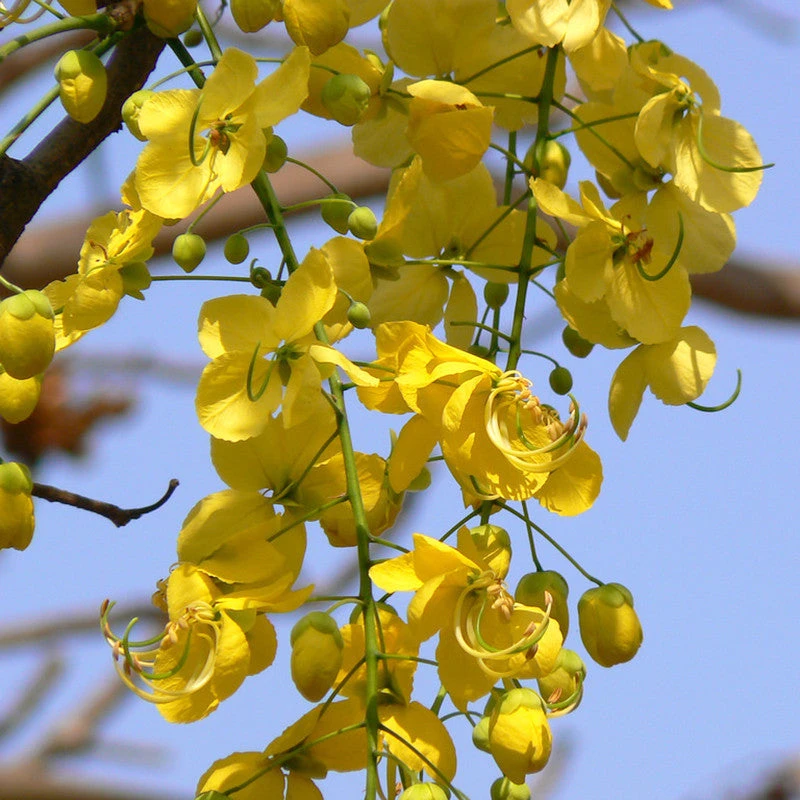 Cassia Fistula / Indian Laburnum - Avenue Trees 2 Cassia Fistula / Indian Laburnum - Avenue Trees - Image 2