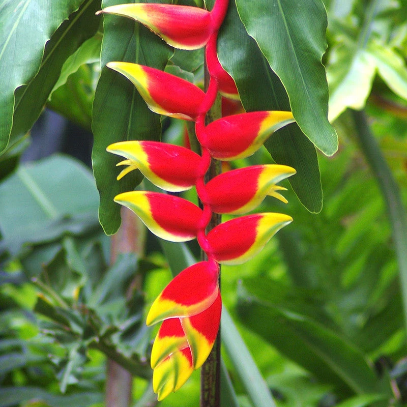 Heliconia Rostrata - Flowering Plants 1 Heliconia Rostrata - Flowering Plants