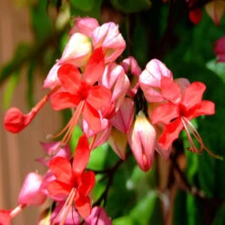 Bleeding Heart Vine Red - Creepers & Climbers -Care Flowering Shop 4 05b2a6e2 0ae9 46f9 8485 77817b7bc202