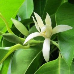 White Champaca / Magnolia Alba (Grafted) - Perfuming Plants -Care Flowering Shop 4 1dbaf0a3 ec6b 4cbd bd20 82def93e0bd6