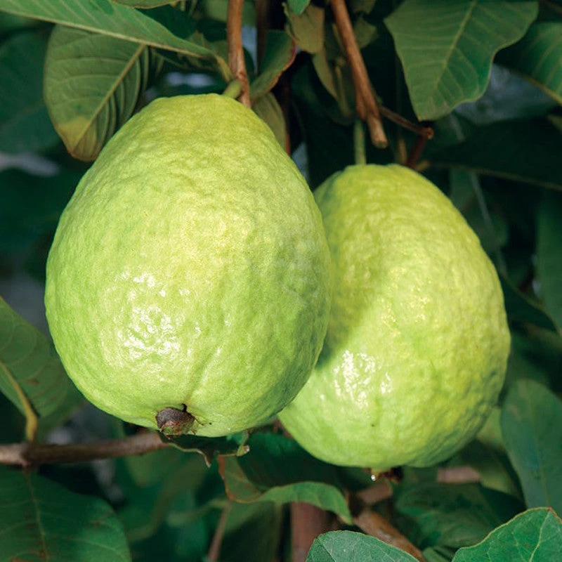 Guava Kg Guava - Fruit Plants & Tree 1 Guava Kg Guava - Fruit Plants & Tree