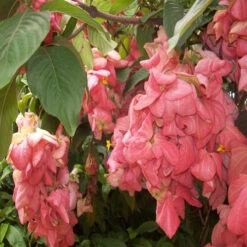 Mussaenda Pink - Flowering Shrubs -Care Flowering Shop 4 4b43e1de fa59 48b1 9a0e d557327c050a