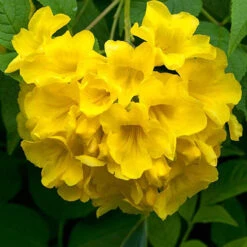 Tecoma Gaudichaudi/Yellow Bells- Flowering Shrubs 5 Tecoma Gaudichaudi/Yellow Bells- Flowering Shrubs -Care Flowering Shop 4 617280bf e8c1 49d3 9004 86d61a1aa4da