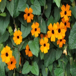 Thunbergia Alata/Black-Eyed Susan- Creepers & Climbers -Care Flowering Shop 4 72e60c2e b33e 47ce 9e31 58699e16d9ee