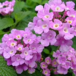Lantana Purple- Flowering Shrubs 5 Lantana Purple- Flowering Shrubs -Care Flowering Shop 4 7dffaf01 da72 431e 98f7 41e93e36b50a