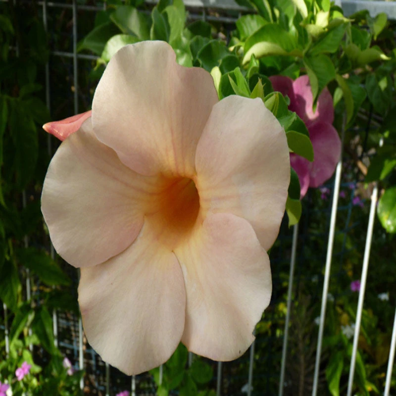 Allamanda Biscuit - Flowering Plants 2 Allamanda Biscuit - Flowering Plants - Image 2