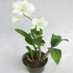 Dendrobium Orchid White - Flowering Plants -Care Flowering Shop 4 9c65c38c 87fb 4c60 83d5 03ba068813a6