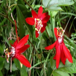 Scarlet Passion Flower Red- Creepers & Climbers -Care Flowering Shop 4 a8936310 b21b 4218 89d8 7d57a98feb7d