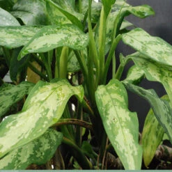 Aglaonema Malay Beauty - Indoor Plants 5 Aglaonema Malay Beauty - Indoor Plants -Care Flowering Shop 4 a901d44a de25 48e3 915e d678eb96d5cb