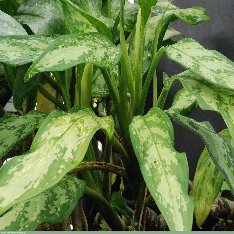 Aglaonema Malay Beauty - Indoor Plants 3 Aglaonema Malay Beauty - Indoor Plants - Image 3