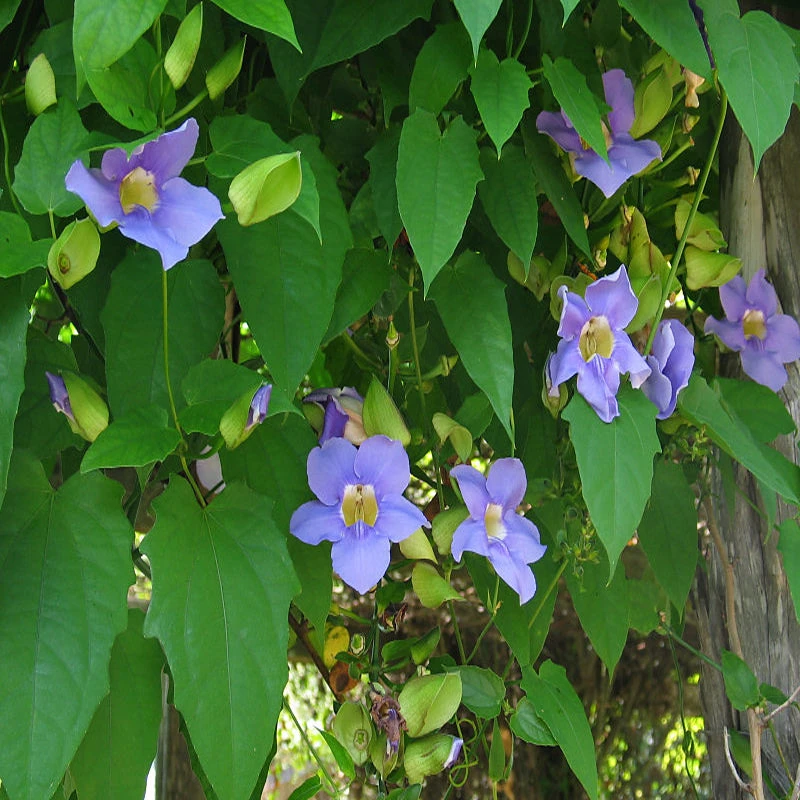 Thunbergia Grandiflora- Creepers & Climbers 3 Thunbergia Grandiflora- Creepers & Climbers - Image 3