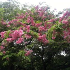 Cassia Javanica / Pink Shower Tree - Avenue Trees 5 Cassia Javanica / Pink Shower Tree - Avenue Trees -Care Flowering Shop 4 bbef916a d872 44d3 97f5 eae1c3994012