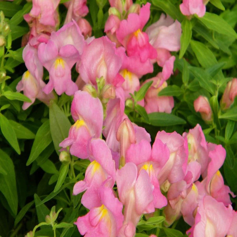 Antirrhinum Pink- SEASONALS 3 Antirrhinum Pink- SEASONALS - Image 3