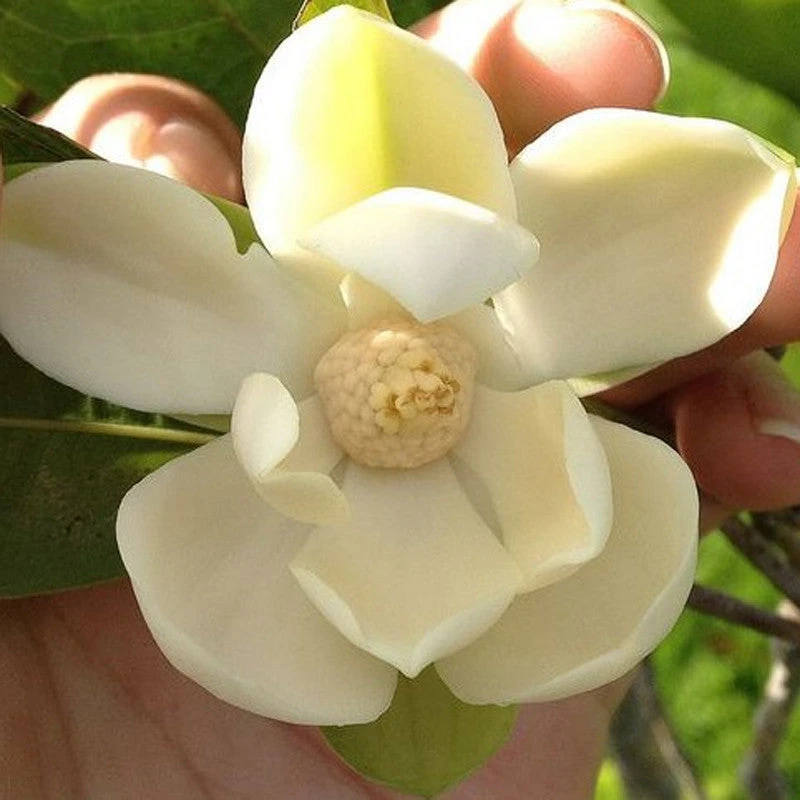 Magnolia Dwarf Coco - Flowering Shrubs 4 Magnolia Dwarf Coco - Flowering Shrubs - Image 4